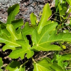 Ficus carica (Fig) at Jerrabomberra Grassland - 18 Dec 2022 by trevorpreston