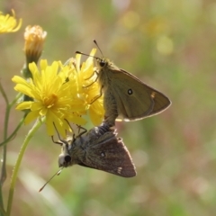 Trapezites luteus (Yellow Ochre, Rare White-spot Skipper) at Theodore, ACT - 18 Dec 2022 by owenh