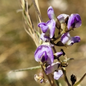 Glycine clandestina at Jerrabomberra, ACT - 18 Dec 2022