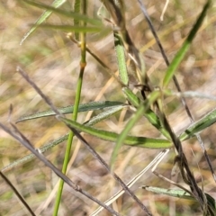 Glycine clandestina at Jerrabomberra, ACT - 18 Dec 2022