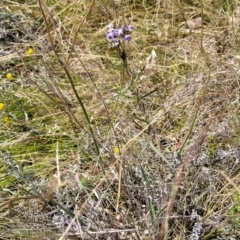 Glycine clandestina at Jerrabomberra, ACT - 18 Dec 2022 11:27 AM