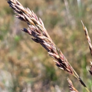 Lolium arundinaceum at Jerrabomberra, ACT - 18 Dec 2022