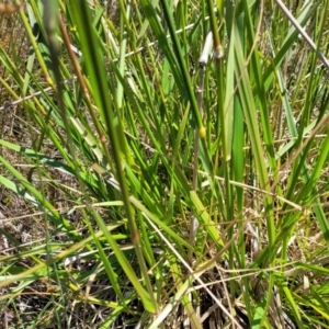 Lolium arundinaceum at Jerrabomberra, ACT - 18 Dec 2022