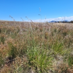 Lolium arundinaceum at Jerrabomberra, ACT - 18 Dec 2022