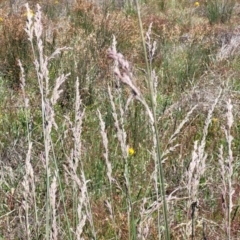 Lolium arundinaceum at Jerrabomberra, ACT - 18 Dec 2022