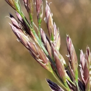 Lolium arundinaceum at Jerrabomberra, ACT - 18 Dec 2022