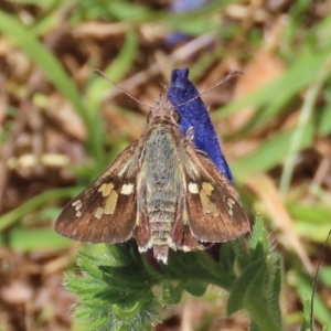 Trapezites phigalioides at Conder, ACT - 18 Dec 2022 03:16 PM