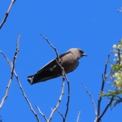 Artamus cyanopterus cyanopterus (Dusky Woodswallow) at Calwell, ACT - 18 Dec 2022 by owenh