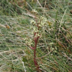 Aciphylla simplicifolia (Mountain Aciphyll) at Kosciuszko National Park, NSW - 13 Dec 2022 by RAllen