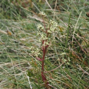 Aciphylla simplicifolia at Kosciuszko National Park, NSW - 13 Dec 2022