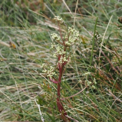 Aciphylla simplicifolia (Mountain Aciphyll) at Kosciuszko National Park, NSW - 13 Dec 2022 by RAllen