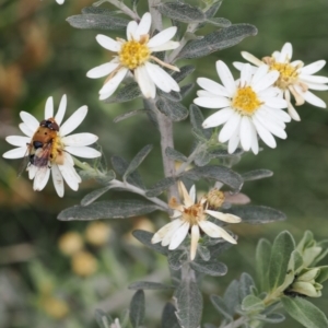 Olearia phlogopappa subsp. continentalis at Kosciuszko National Park, NSW - 13 Dec 2022