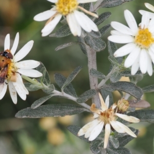 Olearia phlogopappa subsp. continentalis at Kosciuszko National Park, NSW - 13 Dec 2022