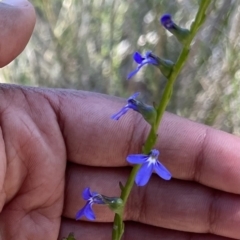 Lobelia browniana at Black Mountain - 10 Dec 2022 by chromo