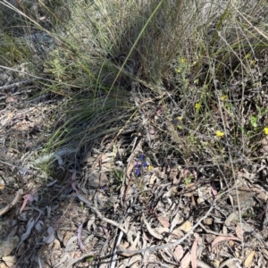 Lobelia browniana at Molonglo Valley, ACT - 11 Dec 2022 10:55 AM