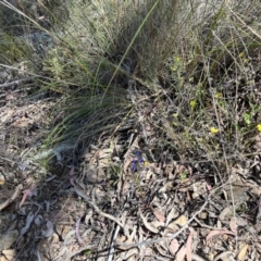 Lobelia browniana at Molonglo Valley, ACT - 11 Dec 2022