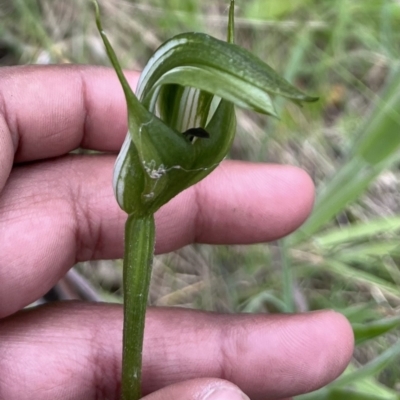 Pterostylis monticola (Large Mountain Greenhood) at Mount Clear, ACT - 15 Dec 2022 by chromo