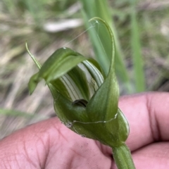 Pterostylis monticola at Mount Clear, ACT - suppressed