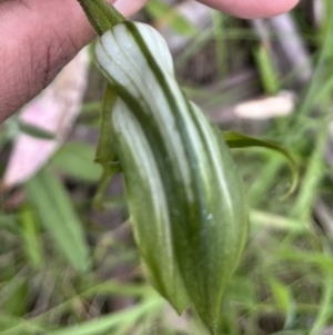 Pterostylis monticola at Mount Clear, ACT - suppressed