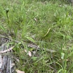 Pterostylis monticola at Mount Clear, ACT - suppressed