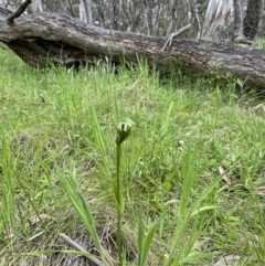 Pterostylis monticola at Mount Clear, ACT - suppressed