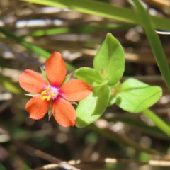 Lysimachia arvensis (Scarlet Pimpernel) at Kambah, ACT - 18 Dec 2022 by MatthewFrawley