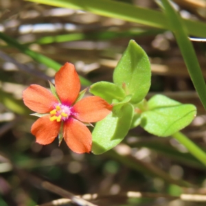 Lysimachia arvensis at Kambah, ACT - 18 Dec 2022 12:57 PM