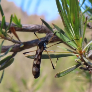 Gynoplistia sp. (genus) at Kambah, ACT - 18 Dec 2022