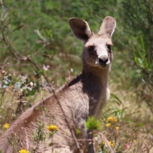 Macropus giganteus at Kambah, ACT - 18 Dec 2022