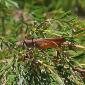 Goniaea australasiae at Kambah, ACT - 18 Dec 2022 01:05 PM