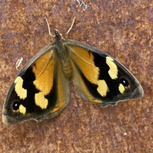 Heteronympha merope at Jerrabomberra, NSW - 18 Dec 2022