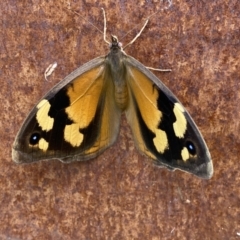 Heteronympha merope at Jerrabomberra, NSW - 18 Dec 2022