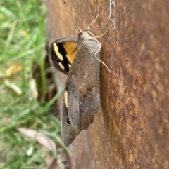 Heteronympha merope at Jerrabomberra, NSW - suppressed