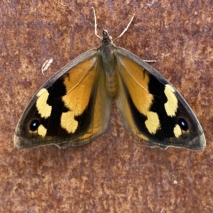 Heteronympha merope at Jerrabomberra, NSW - suppressed