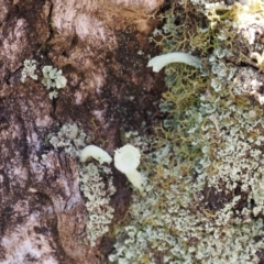 Cladonia sp. (Cup Lichen) at Kosciuszko National Park, NSW - 13 Dec 2022 by RAllen
