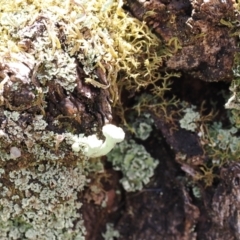 Cladonia sp. (genus) at Kosciuszko National Park, NSW - 13 Dec 2022 01:16 PM