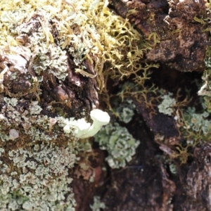 Cladonia sp. (genus) at Kosciuszko National Park, NSW - 13 Dec 2022 01:16 PM