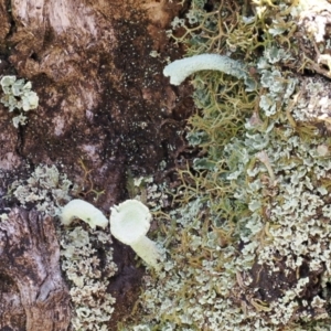 Cladonia sp. (genus) at Kosciuszko National Park, NSW - 13 Dec 2022 01:16 PM