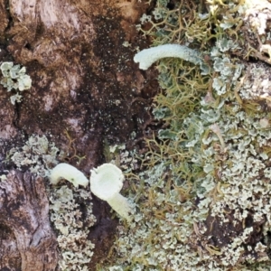 Cladonia sp. (genus) at Kosciuszko National Park, NSW - 13 Dec 2022