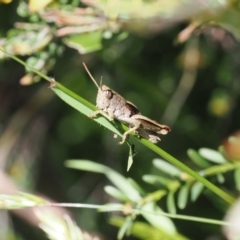Percassa rugifrons (Mountain Grasshopper) at Kosciuszko National Park, NSW - 13 Dec 2022 by RAllen