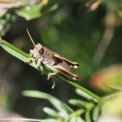 Percassa rugifrons at Kosciuszko National Park, NSW - 13 Dec 2022 01:10 PM