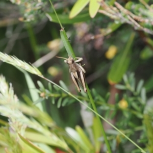 Percassa rugifrons at Kosciuszko National Park, NSW - 13 Dec 2022