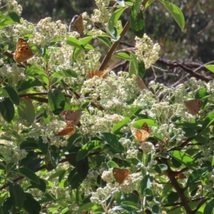 Heteronympha merope at Theodore, ACT - 18 Dec 2022