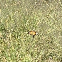 Danaus petilia (Lesser wanderer) at Wanniassa Hills Open Space - 18 Dec 2022 by jksmits