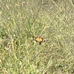 Danaus petilia at Wanniassa, ACT - 18 Dec 2022