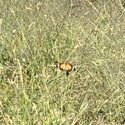 Danaus petilia (Lesser wanderer) at Wanniassa, ACT - 18 Dec 2022 by jksmits