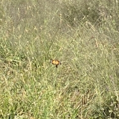 Danaus petilia at Wanniassa, ACT - 18 Dec 2022 04:23 PM