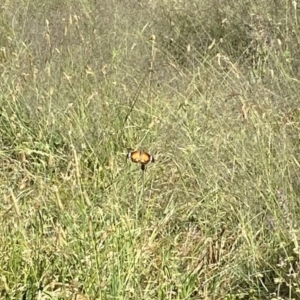 Danaus petilia at Wanniassa, ACT - 18 Dec 2022