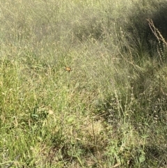 Danaus petilia at Wanniassa, ACT - 18 Dec 2022 04:23 PM