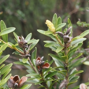 Orites lancifolius at Kosciuszko National Park, NSW - 13 Dec 2022